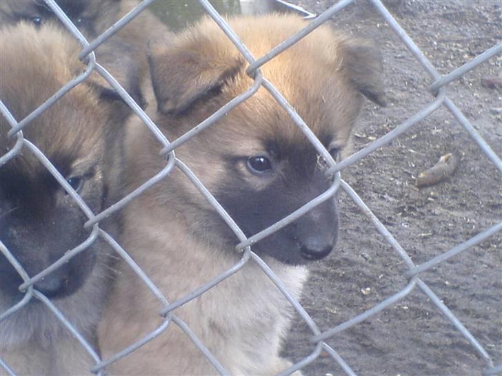 Belgisk hyrdehund Kenzo 2/1 2008 R.I.P  - da jeg skulle vælge ham billede 9