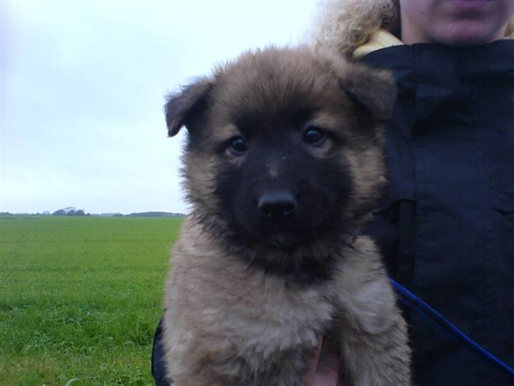 Belgisk hyrdehund Kenzo 2/1 2008 R.I.P  - min elskede  billede 10