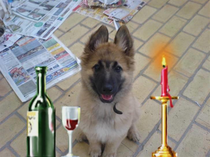 Belgisk hyrdehund Kenzo 2/1 2008 R.I.P  - mobil billede  billede 11