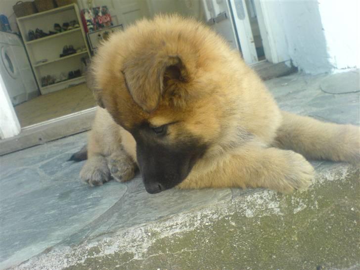 Belgisk hyrdehund Kenzo 2/1 2008 R.I.P  - dagen efter at han var kommet hjem til mig  billede 12