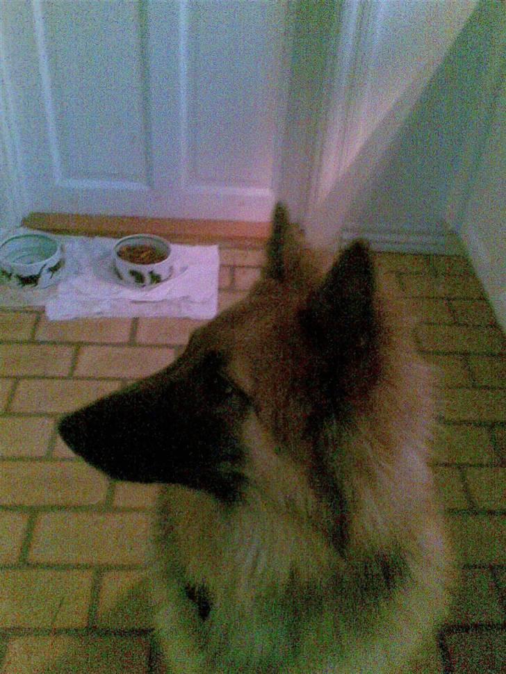 Belgisk hyrdehund Kenzo 2/1 2008 R.I.P  - kenzo billede 13