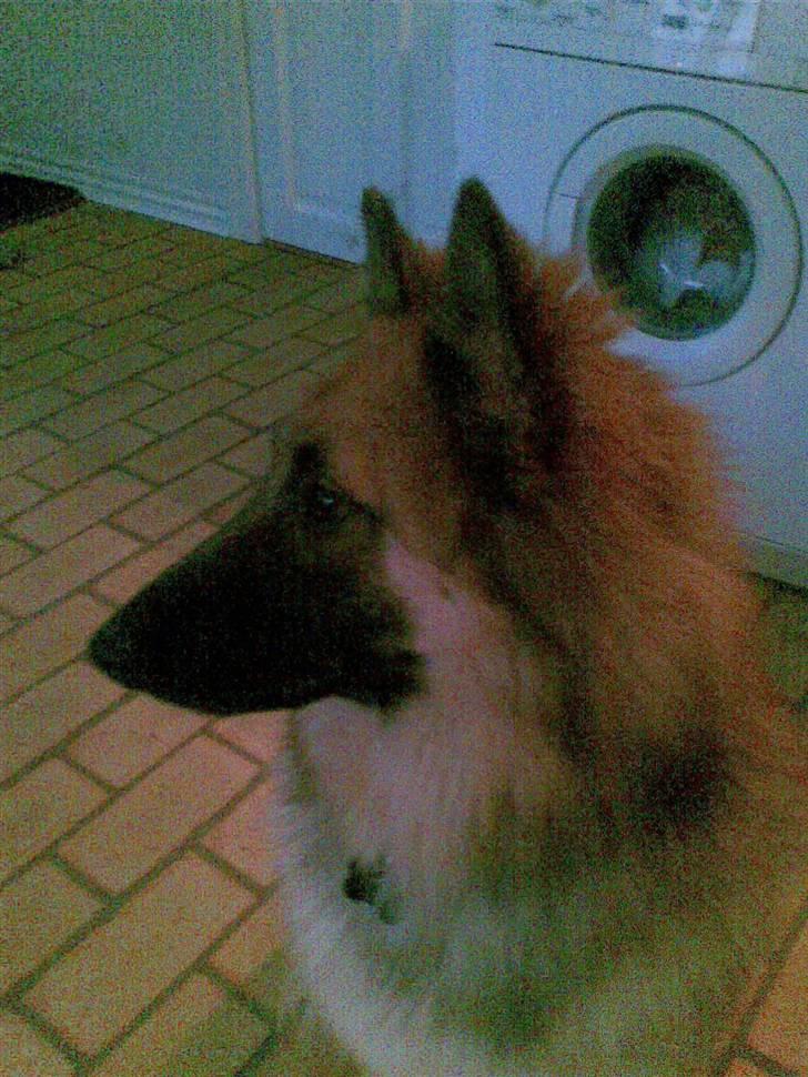 Belgisk hyrdehund Kenzo 2/1 2008 R.I.P  - kenzo billede 14