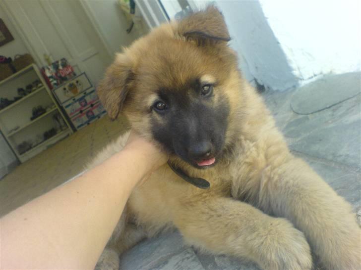 Belgisk hyrdehund Kenzo 2/1 2008 R.I.P  - dagen efter at han var kommet hjem til mig  billede 15