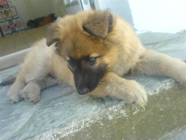 Belgisk hyrdehund Kenzo 2/1 2008 R.I.P  - dagen efter at han var kommet hjem til mig  billede 16