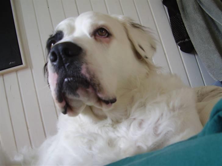 Blanding af racer Emma* himmelhund* - Storsnudet siger du ?......næææ du kan da bare rejse dig når du tager billeder....tsk tsk billede 21