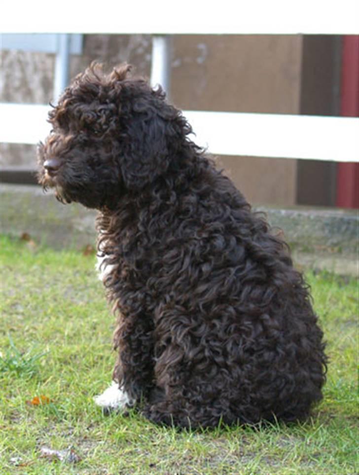 Lagotto romagnolo Mango - Kom så med den godbid billede 2