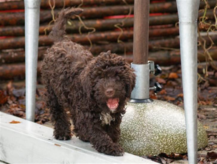 Lagotto romagnolo Mango - Kom, skal vi lege ? billede 4