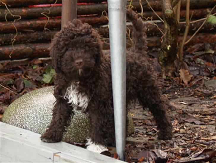 Lagotto romagnolo Mango - Hvorfor skal jeg have halsbånd på? billede 5