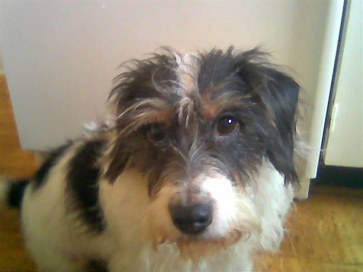 Blanding af racer max - hej med jer alle billede 1