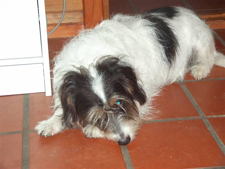 Blanding af racer max - gider i vække mig når jeg har 10,000 kr i bamken billede 2