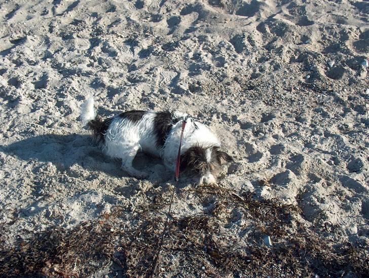 Blanding af racer max - æv nu skal jeg hjem og ferskes af  billede 3