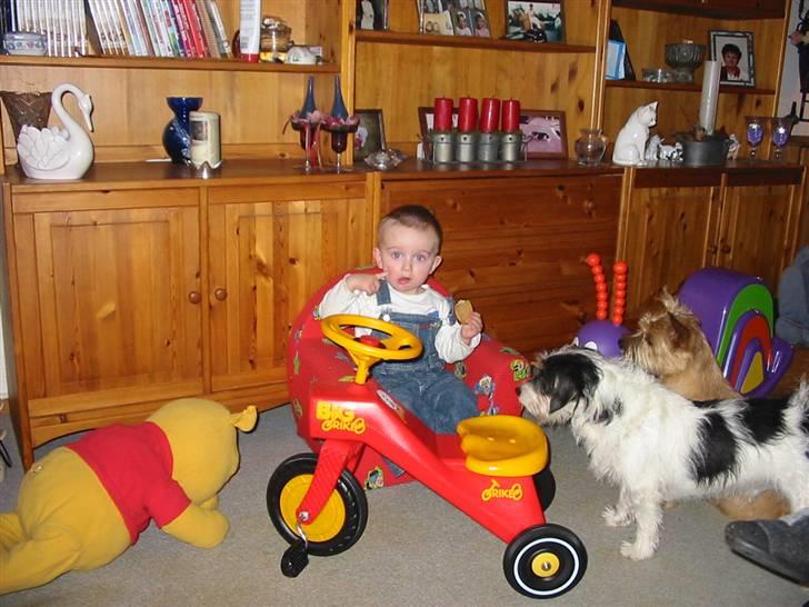 Blanding af racer max - hej se min menneskeven han er så søde og lege med mig billede 4