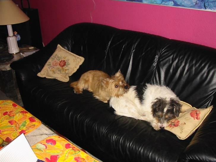 Blanding af racer max - det er min legekammerat der ligger her od sover sammen med mig billede 5