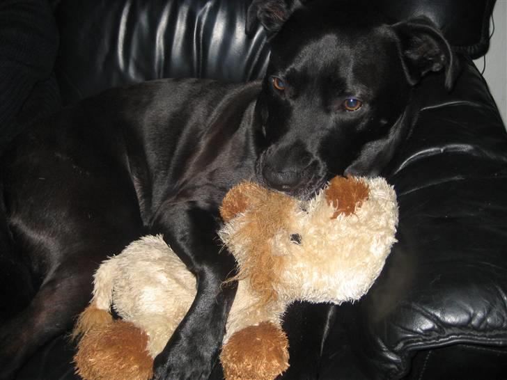 Blanding af racer Rocky - Rocky og hans fødselsdagsgave billede 10