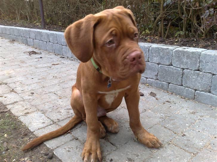 Dogue de bordeaux Amos - Hva er det dog de laver med de kødben ?? billede 14