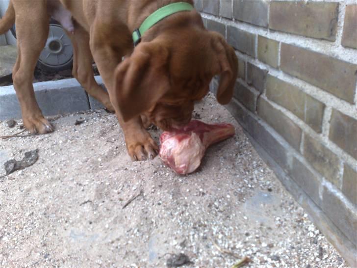 Dogue de bordeaux Amos - Mums .. Godt man har sit eget kødben .. det er bare guf billede 15