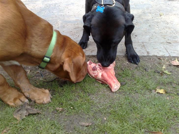 Dogue de bordeaux Amos - Åhh Santos .. må man slet ikke smage ?? billede 16