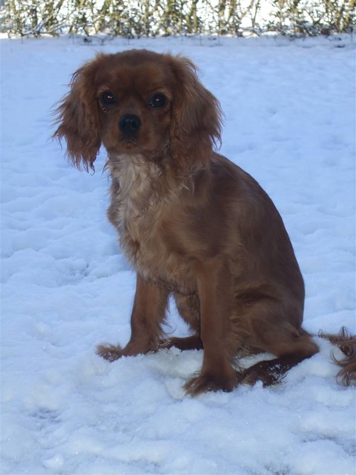 Cavalier king charles spaniel Kaila billede 1