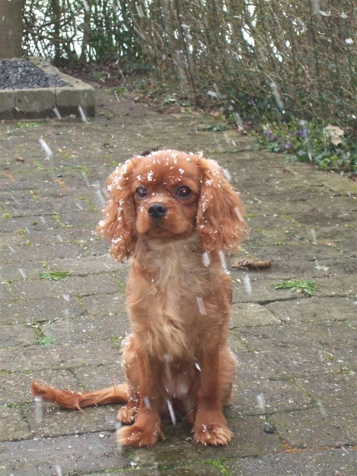 Cavalier king charles spaniel Kaila billede 2