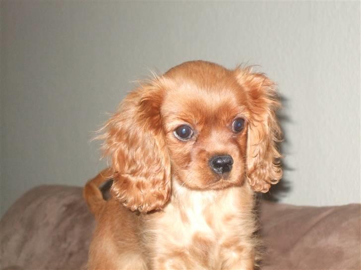 Cavalier king charles spaniel Kaila billede 3
