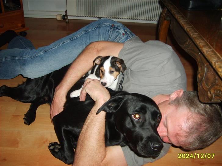 Jack russell terrier Enzo - Her ligger jeg og hygger med min bedstefar og min legekammerat Ronja billede 3