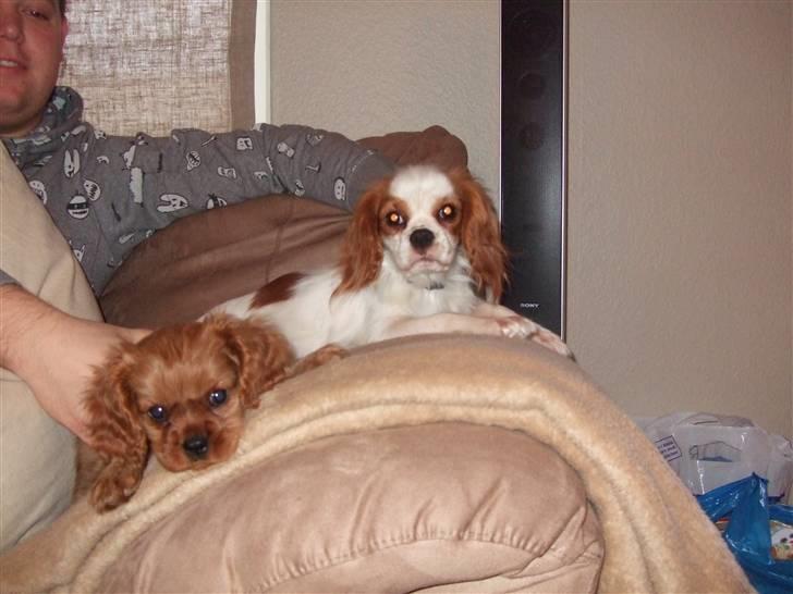 Cavalier king charles spaniel Kaila billede 4