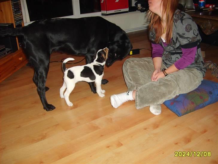 Jack russell terrier Enzo - Mmm.. det er dejligt at have en legekammerat som Ronja billede 4