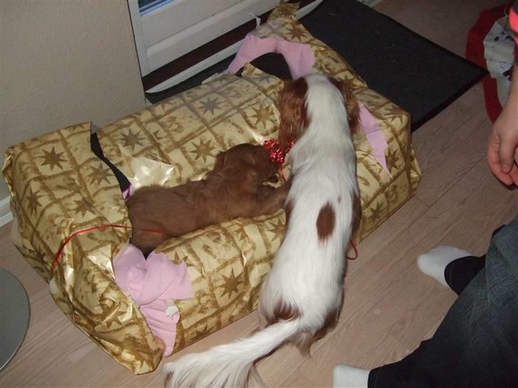 Cavalier king charles spaniel Kaila billede 5