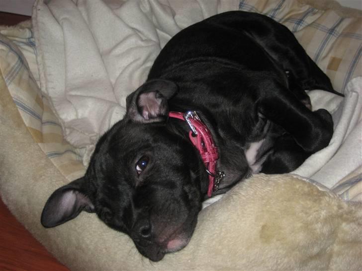 Staffordshire bull terrier Coco billede 9