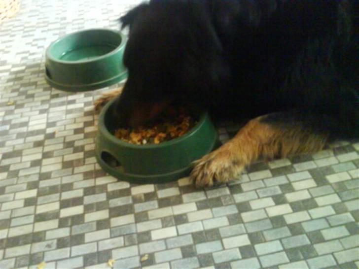 Blanding af racer Thyson ' nye billeder <3 - ja når man er for doven til at stå op og spise, ik thyson ? ;D tosse  billede 15