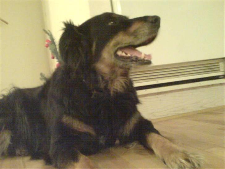 Blanding af racer Thyson ' nye billeder <3 billede 17