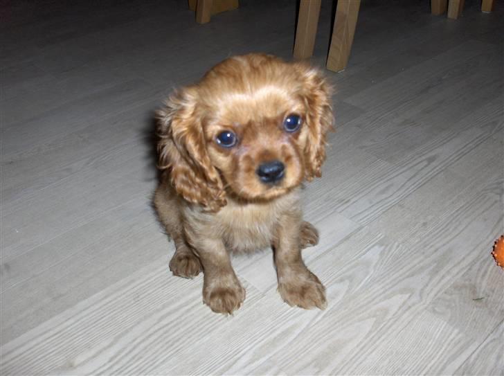 Cavalier king charles spaniel Kaila billede 6