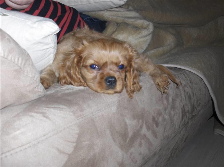 Cavalier king charles spaniel Kaila billede 7