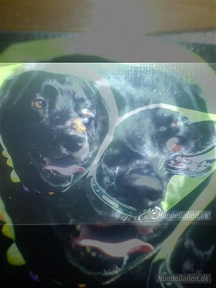 Labrador retriever Kasper (DØD) billede 11