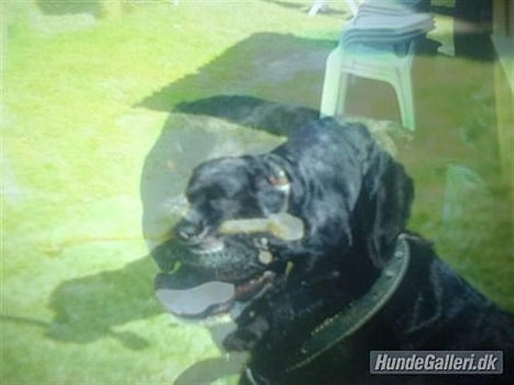 Labrador retriever Kasper (DØD) billede 12