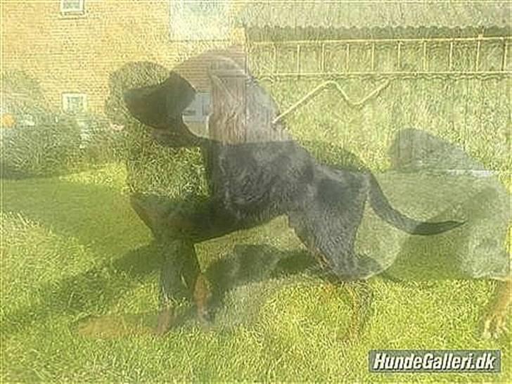 Blanding af racer Tyson (min søster's hund) billede 15