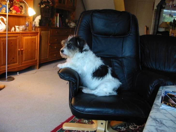 Blanding af racer max - det er min stol nå billede 6