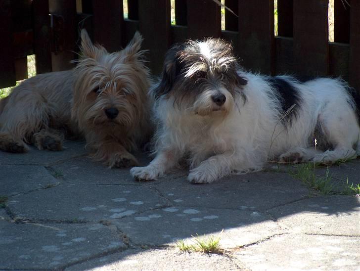 Blanding af racer max - dejlig at ligge og dase med sin bedste ven billede 7