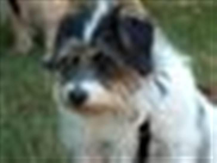 Blanding af racer max - jeg er ked måtte ik jage katten æv billede 9