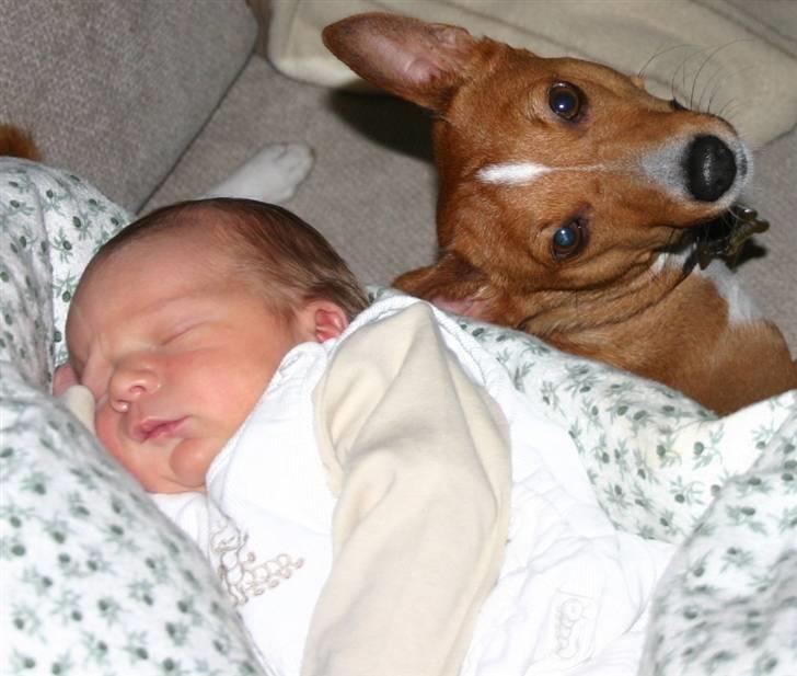 Basenji Chico billede 10