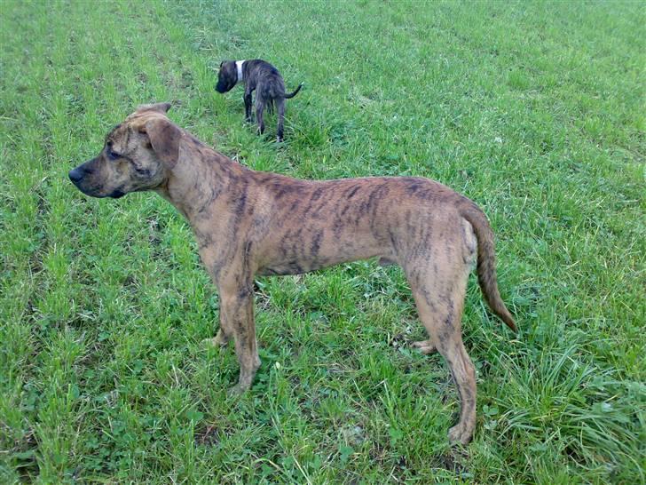 Blanding af racer Simba billede 1