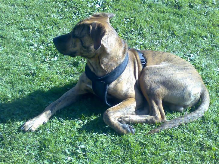 Blanding af racer Simba billede 2