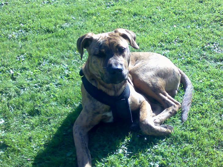 Blanding af racer Simba billede 3