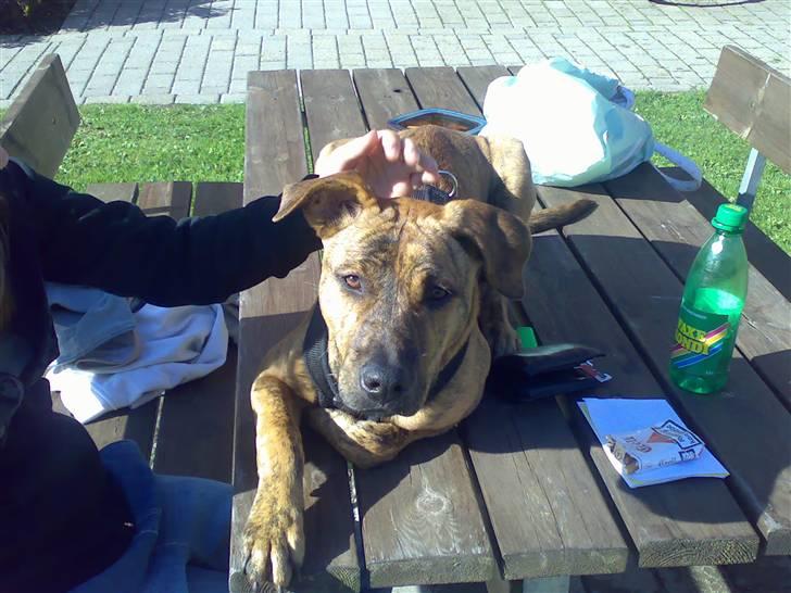 Blanding af racer Simba billede 4