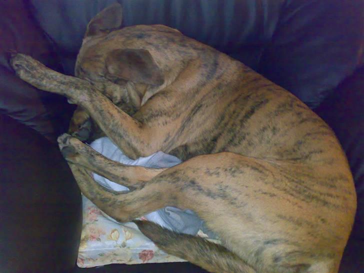 Blanding af racer Simba billede 5