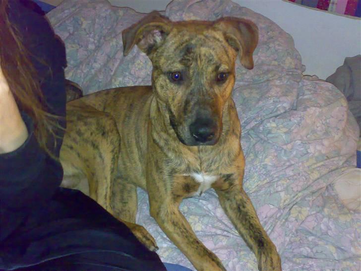 Blanding af racer Simba billede 6