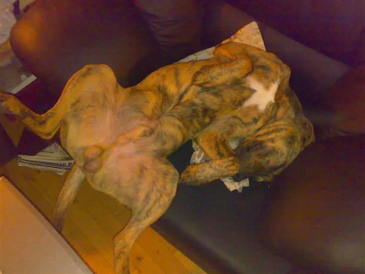 Blanding af racer Simba billede 7