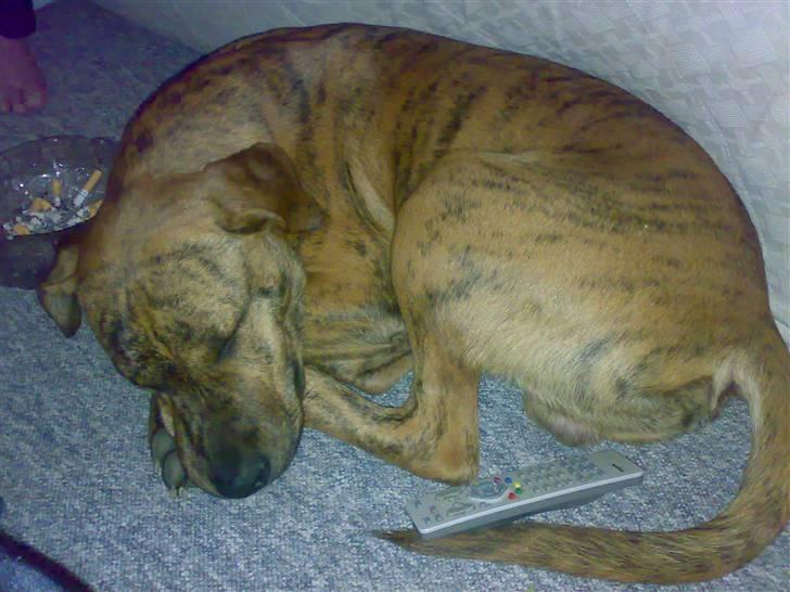 Blanding af racer Simba billede 8