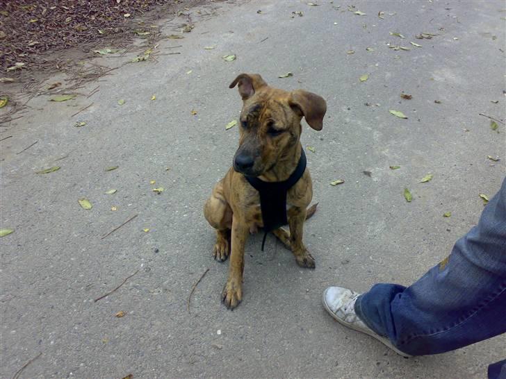 Blanding af racer Simba billede 10