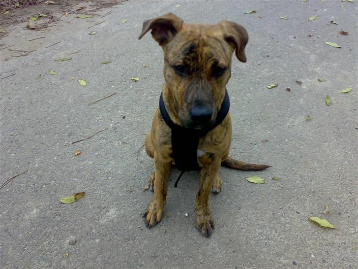 Blanding af racer Simba billede 11